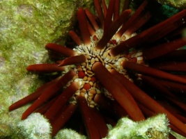 58  Red Pencil Urchin IMG 2791